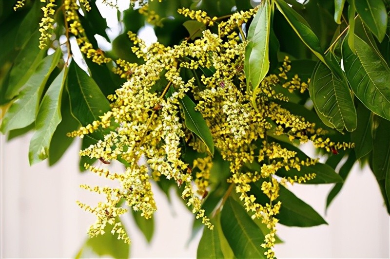 林草科普无患子天赐嘉木惠泽苍生