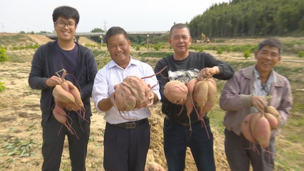 潮汕某地农户挖出一个14.3斤的红薯