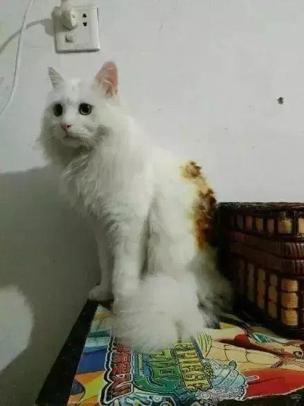 后怕当猫咪尾巴着火时