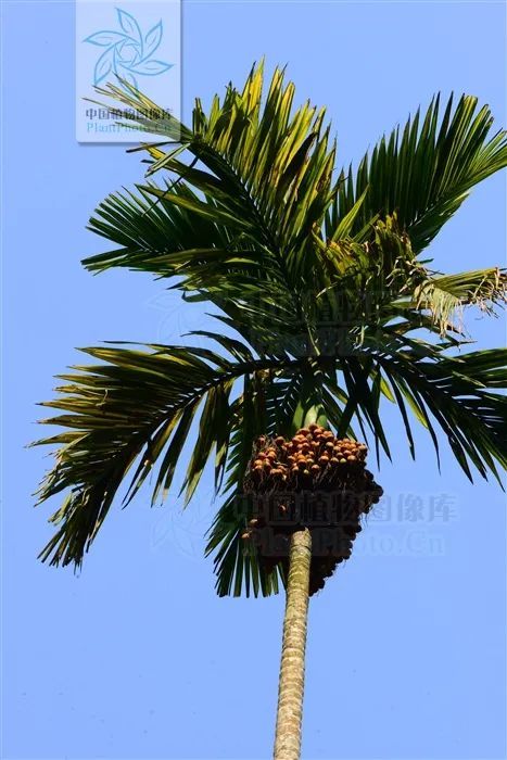 槟榔和槟榔碱 小知识来了解一下 腾讯网