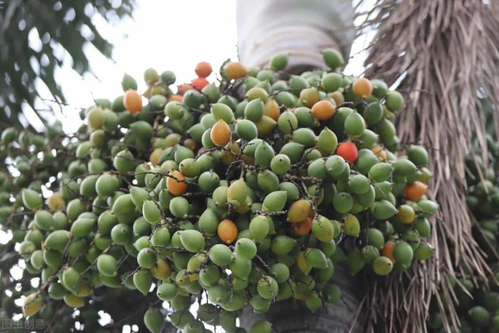 槟榔和槟榔碱 小知识来了解一下 腾讯新闻