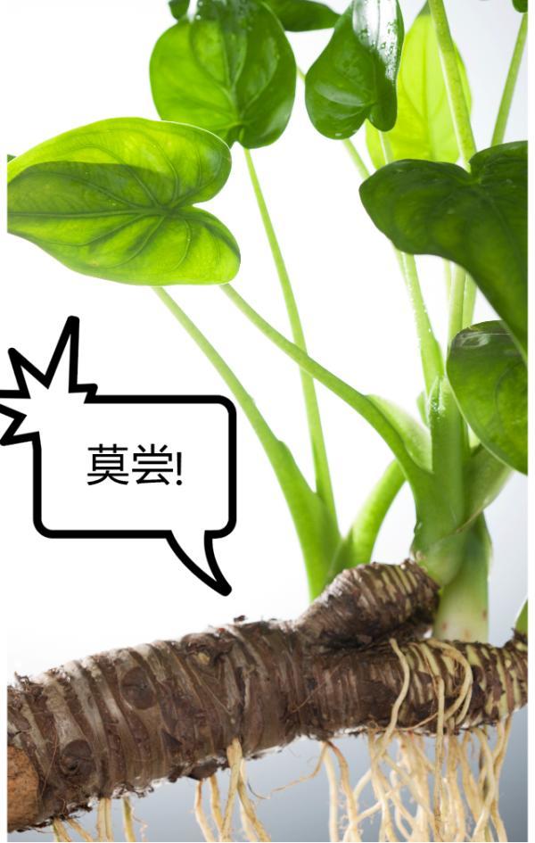 "假芋头"险要男子命!咬一口便瞬间有窒息感,很多人分不清……