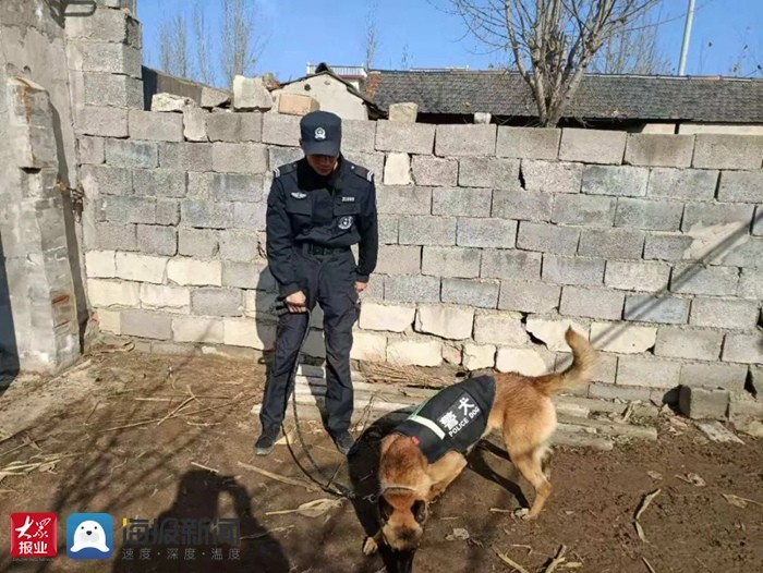 昌义,队员杨兆财带领两条追踪犬"石头"捷报"赶至泰安市高新区良庄镇