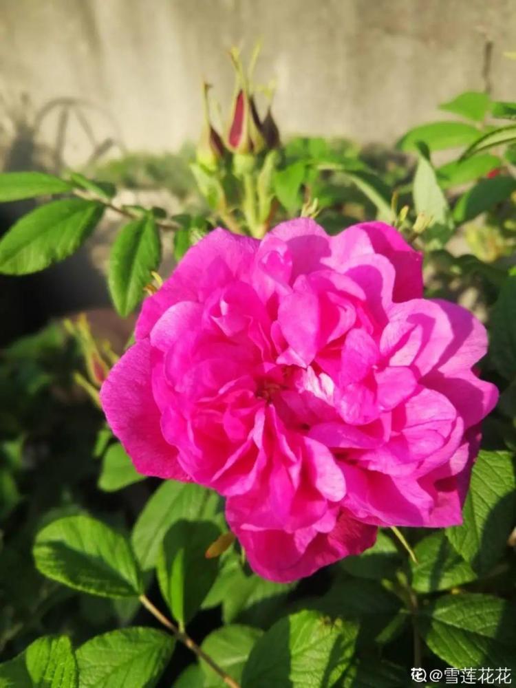 7种花 是天然染色剂 在古代非常名贵 腾讯新闻
