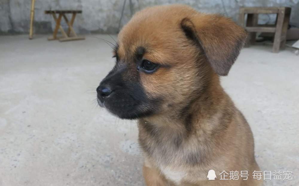 6,中華田園犬最後出場的中華田園犬,體型也不大,性格也很溫順呀