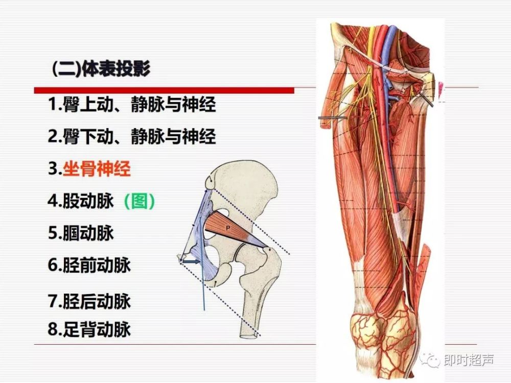 一文了解下肢解剖圖示註解一髂股關節