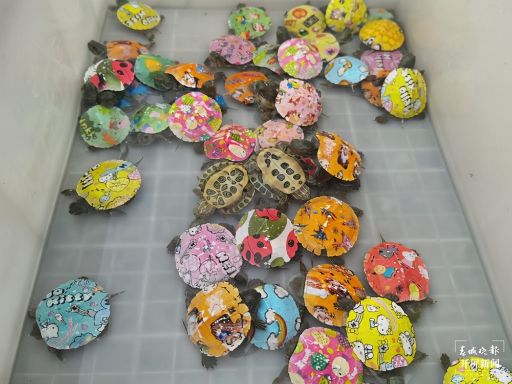 你给孩子买彩绘龟吗有网店月销几十万只昆明宠物医院主治医师却说