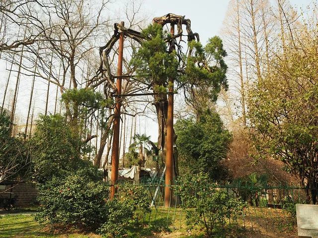 【魅力南京】南京top10的古树名木,你知道吗?_腾讯新闻