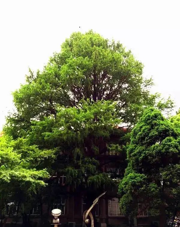 【魅力南京】南京top10的古树名木,你知道吗?_腾讯新闻