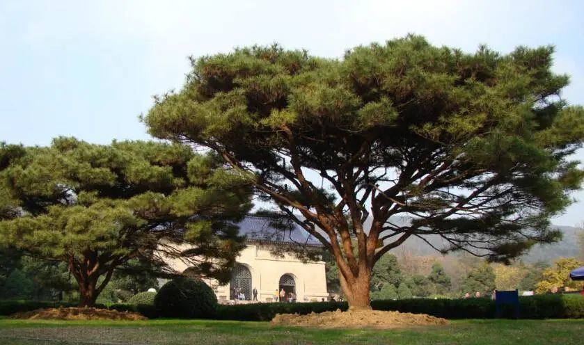 【魅力南京】南京top10的古树名木,你知道吗?_腾讯新闻