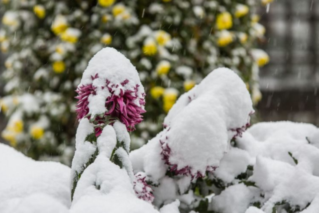 【诗词鉴赏】十首冬天菊花的诗词,在冰天雪地里依然是那样美丽!