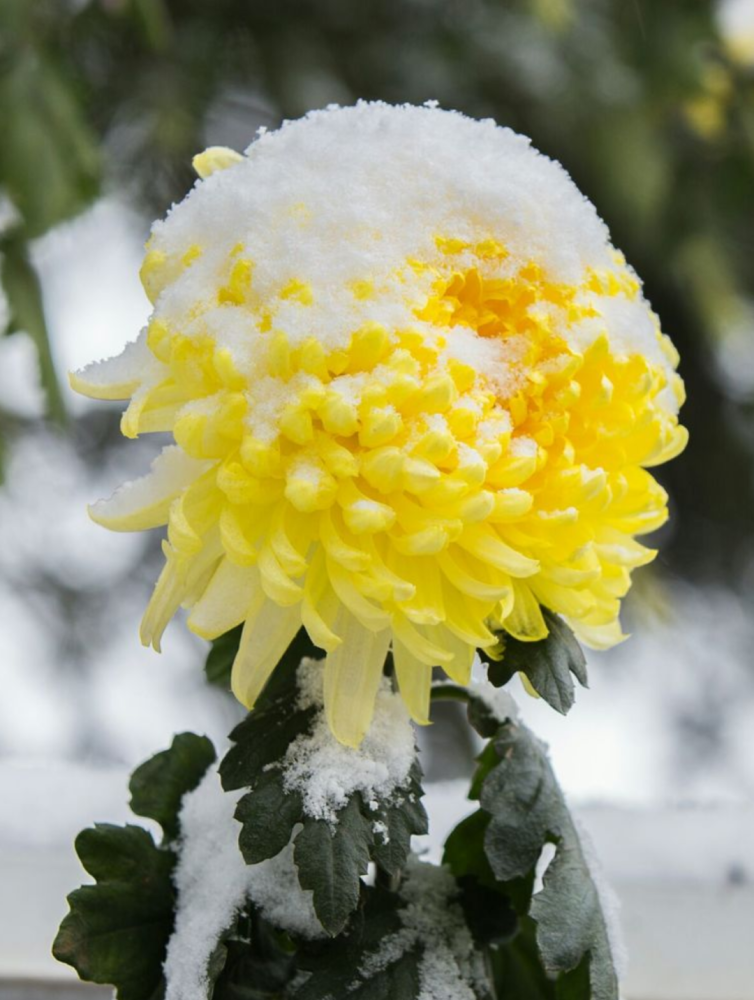 诗词鉴赏 十首冬天菊花的诗词 在冰天雪地里依然是那样美丽 腾讯新闻