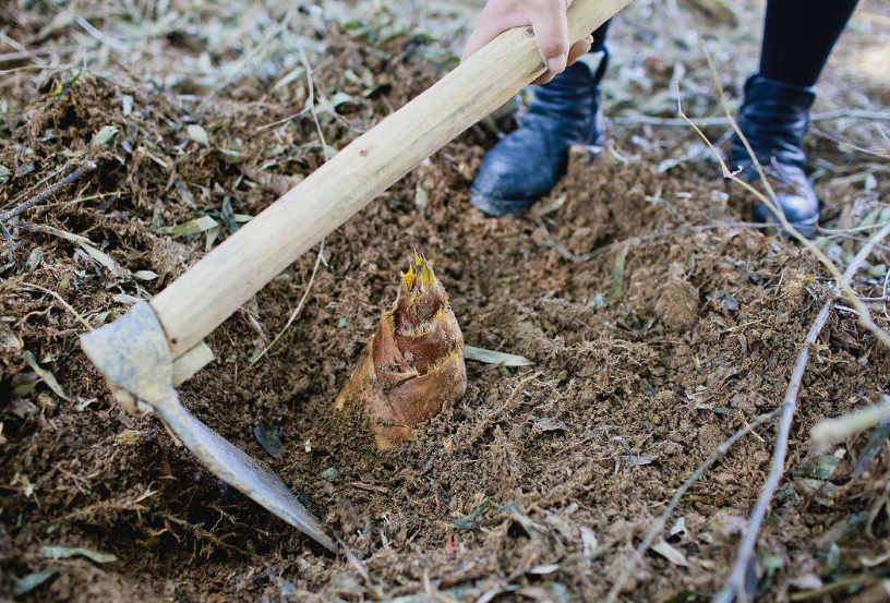 四川老农上山挖笋,无意挖到2颗"血鸡蛋",专家看完后开价80万_腾讯新闻