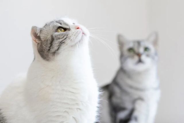 三方会谈 众筹自治 大家满意 这个小区的流浪猫挺幸福 腾讯网