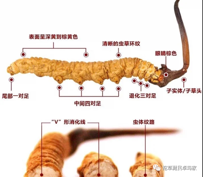 虫草对贫血的人有造血功能吗冬虫夏草对于治疗各种症状贫血的功效