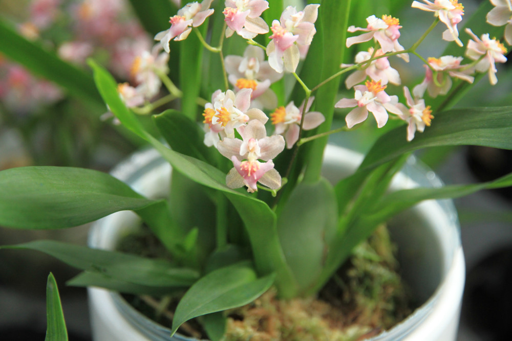 甜香文心兰花开了,好像一群"少女"在翩翩起舞,美极了!_腾讯新闻