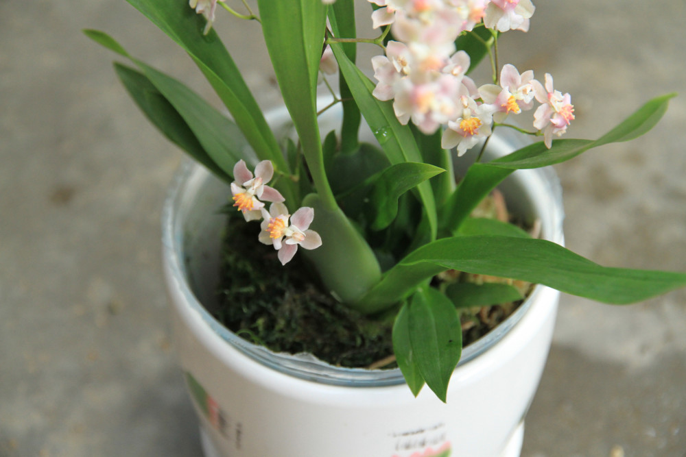 甜香文心兰花开了,好像一群"少女"在翩翩起舞,美极了!_腾讯新闻