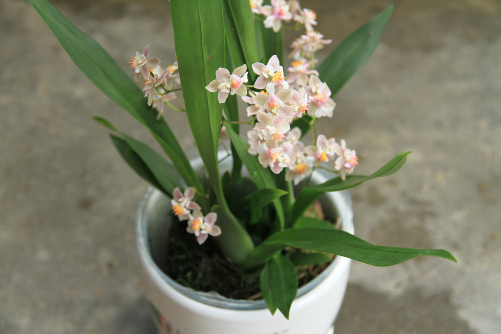甜香文心兰花开了好像一群少女在翩翩起舞美极了
