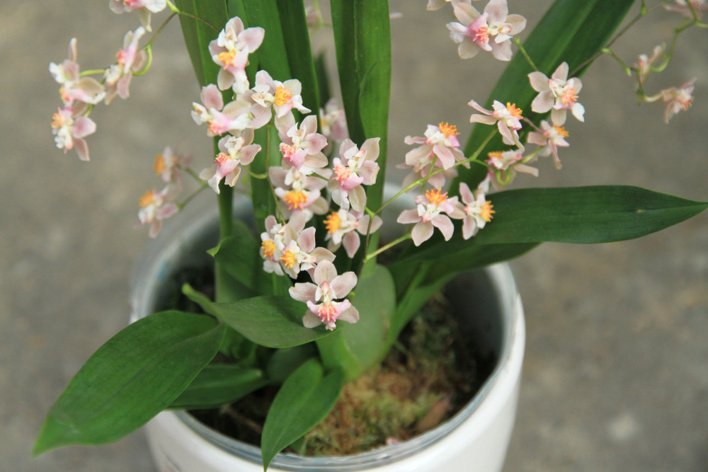 甜香文心兰花开了,好像一群"少女"在翩翩起舞,美极了!_腾讯新闻