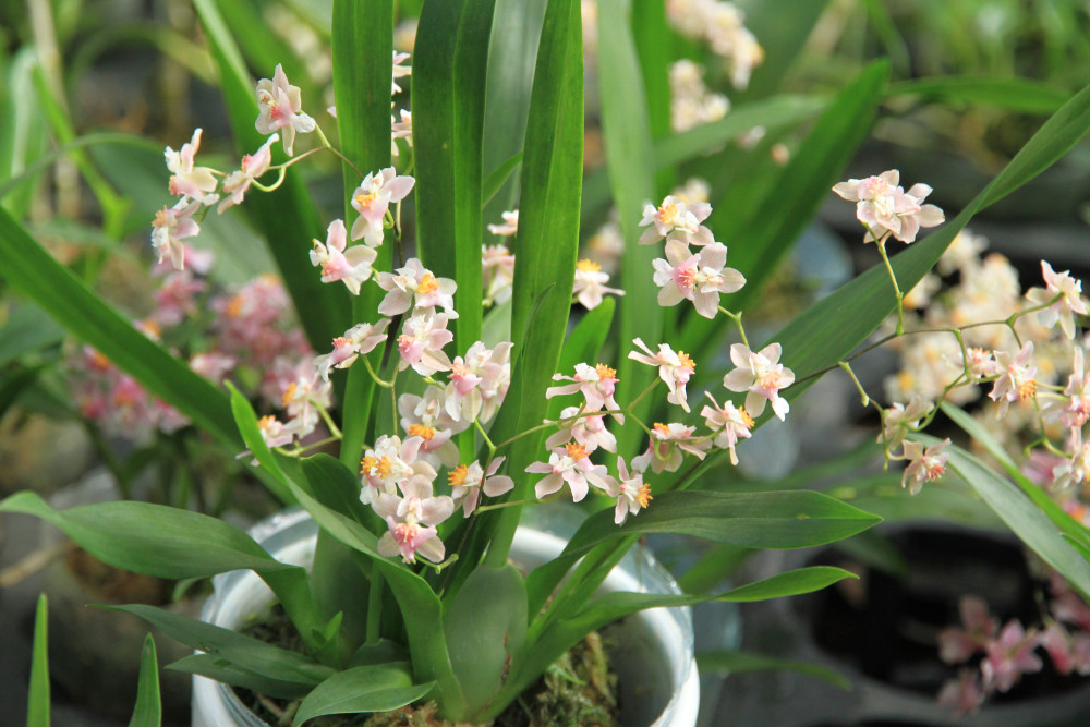 甜香文心兰花开了,好像一群"少女"在翩翩起舞,美极了!_腾讯新闻