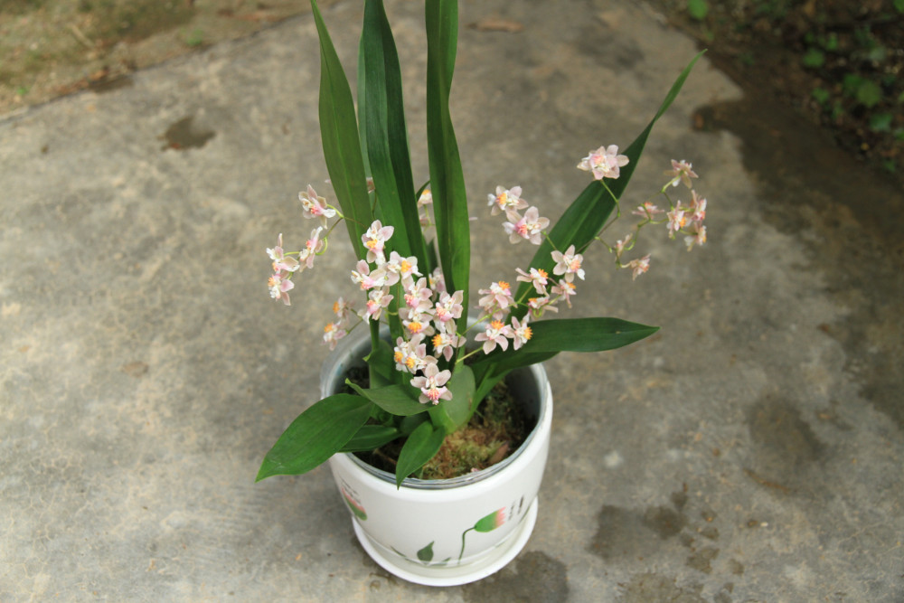 甜香文心兰花开了好像一群少女在翩翩起舞美极了