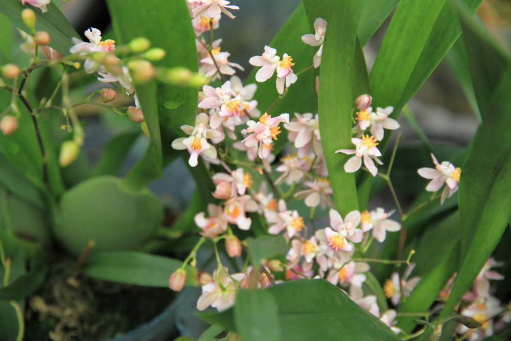 甜香文心兰花开了好像一群少女在翩翩起舞美极了