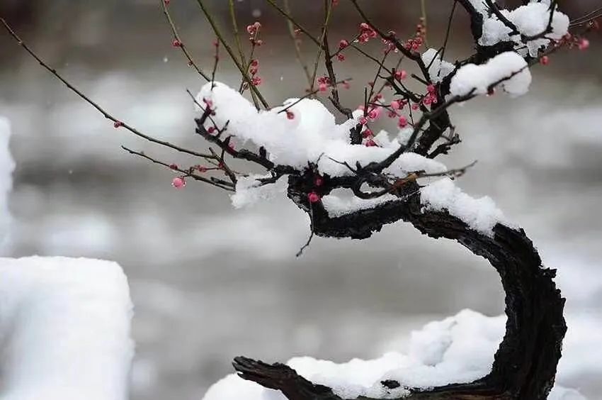 齊己早梅賞析前村深雪裡昨夜一枝開