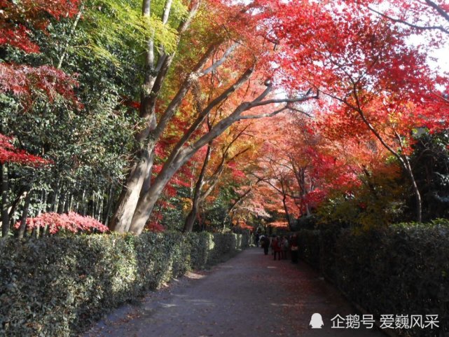 留住这红叶如火的秋季 记日本平林寺的枫叶 平林 枫叶 武藏野 新座 日本平 红叶