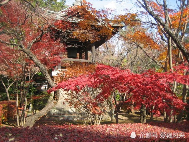 留住这红叶如火的秋季 记日本平林寺的枫叶 平林 枫叶 武藏野 新座 日本平 红叶