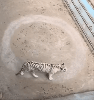 老狼绕八字,老虎转圈圈,动物也抑郁,刻板行为要警惕