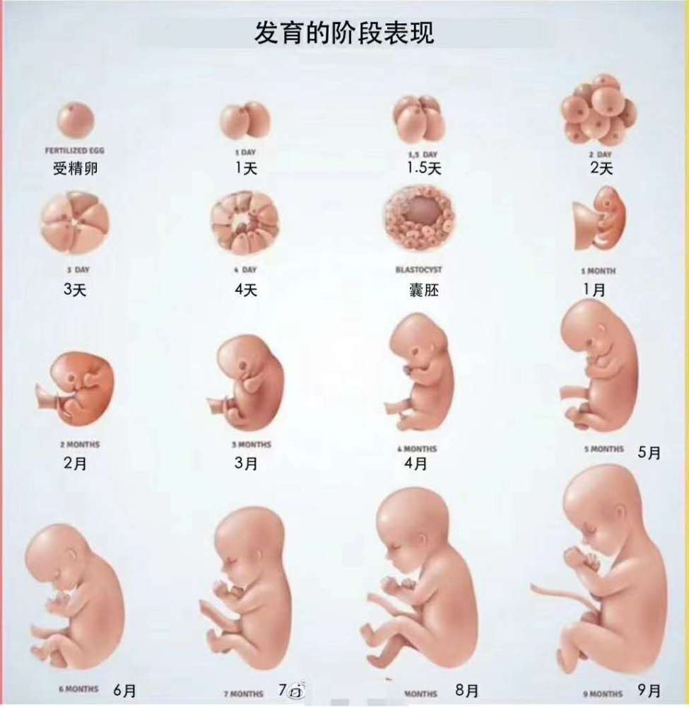 胎儿一般在多少周出生 怀孕37周和40周都是足月生 区别却很大 腾讯新闻