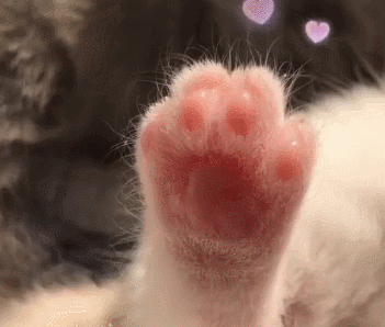 看到猫咪可爱的jiojio你能忍住吗