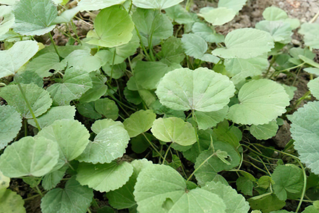 腊月煮粥是一绝,其它时节拿来喂猪,曾是"百菜之王",可惜了|冬葵菜