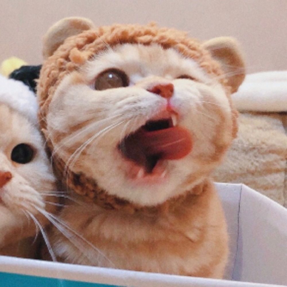 宠物情头别的小朋友都有小熊抱就我没有因为你是猪