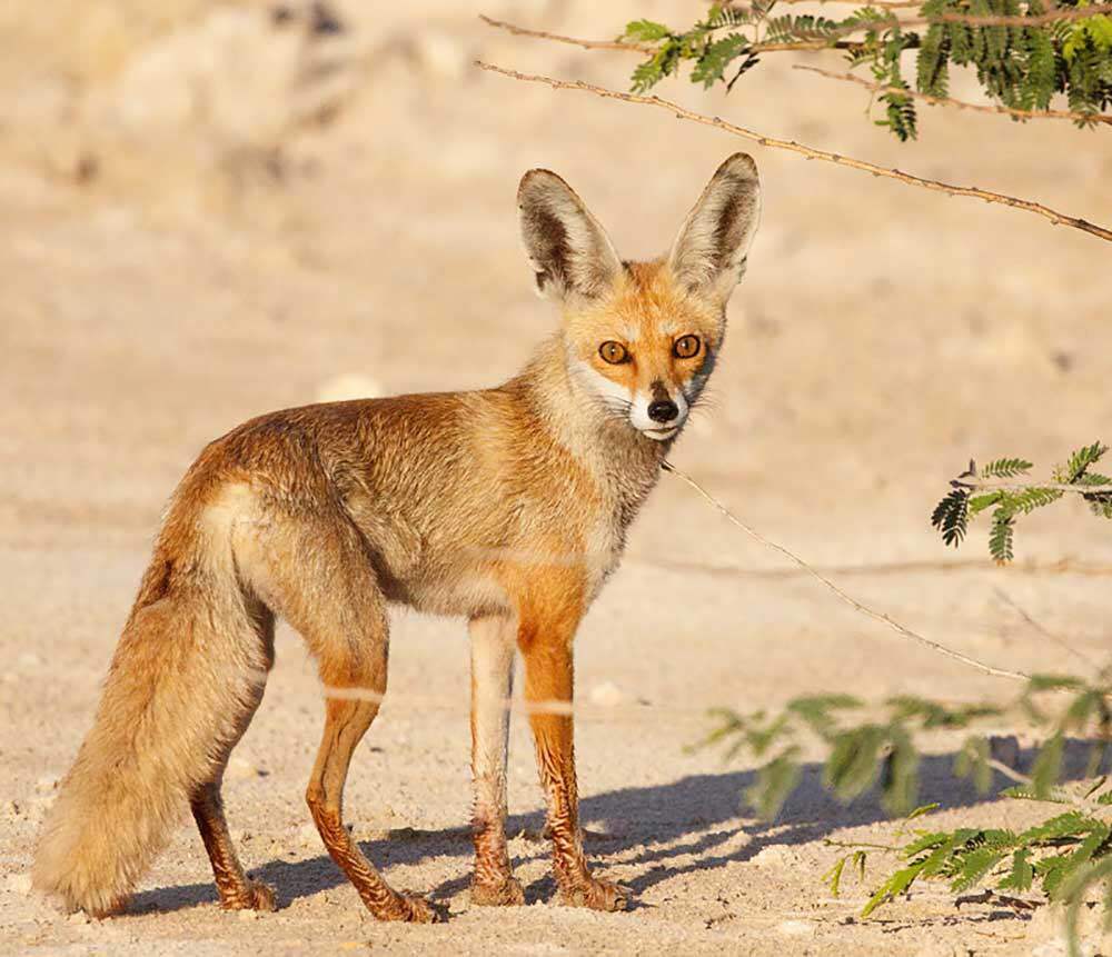 这些小动物,给荒凉的沙漠,带来了些许生机与温柔.