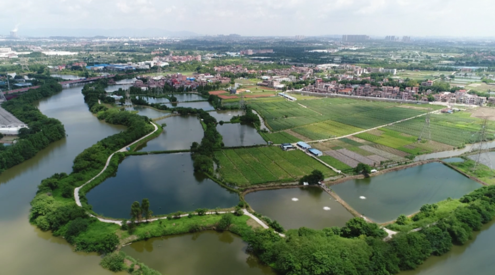 刚刚宣布佛山桑园围入选世界灌溉工程遗产名录