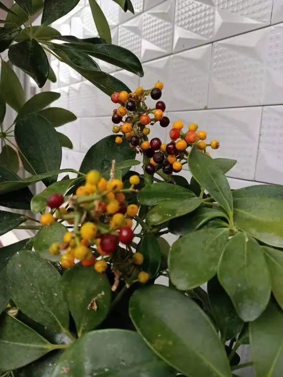 养了5年的鸭掌木,竟然开花了,丢在家里没怎么管,真是好养