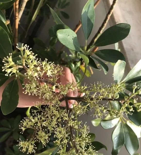 养了5年的鸭掌木,竟然开花了,丢在家里没怎么管,真是好养