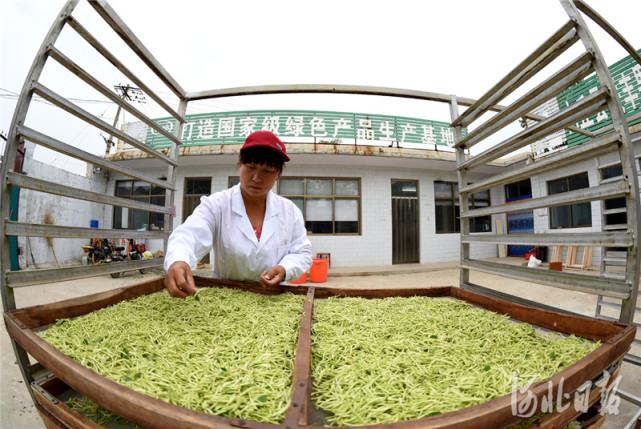 市内丘县大孟村镇南刘庄村脱贫户韩建丽在村里的金银花茶厂分拣金银花