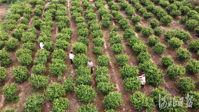 2020年6月10日,村民在河北省邢台市内丘县南刘庄村金银花种植基地采收