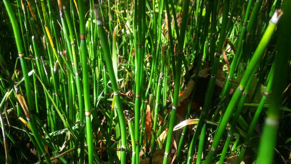 田边常见一野草村民称印度水母猪不知是珍贵本草木贼