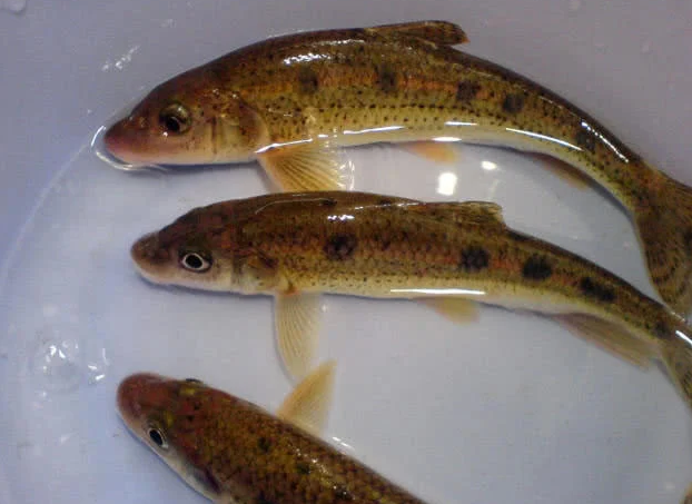 木叶鱼(图片来自网络)一般的小商小贩则喜欢品尝五家口老板娘煮的醪糟