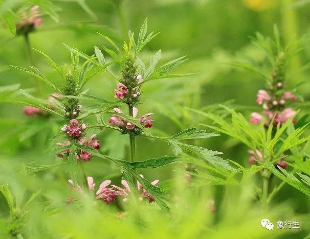 在祖國的中草藥寶庫中,有一味治療婦科疾病的聖藥,它就是