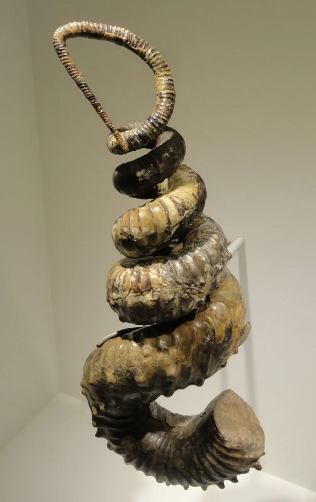 菊石的时代满城尽带黄金甲古生物狂想曲