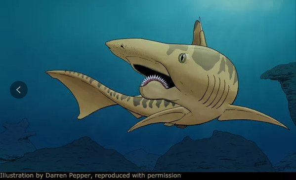 白垩刺甲鲨简笔画图片