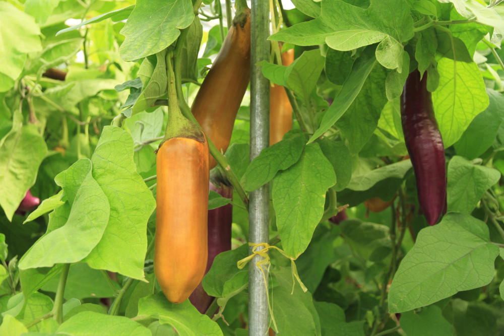 好养!水培茄子,阳台种上几排吃都"吃不完",还挺好看
