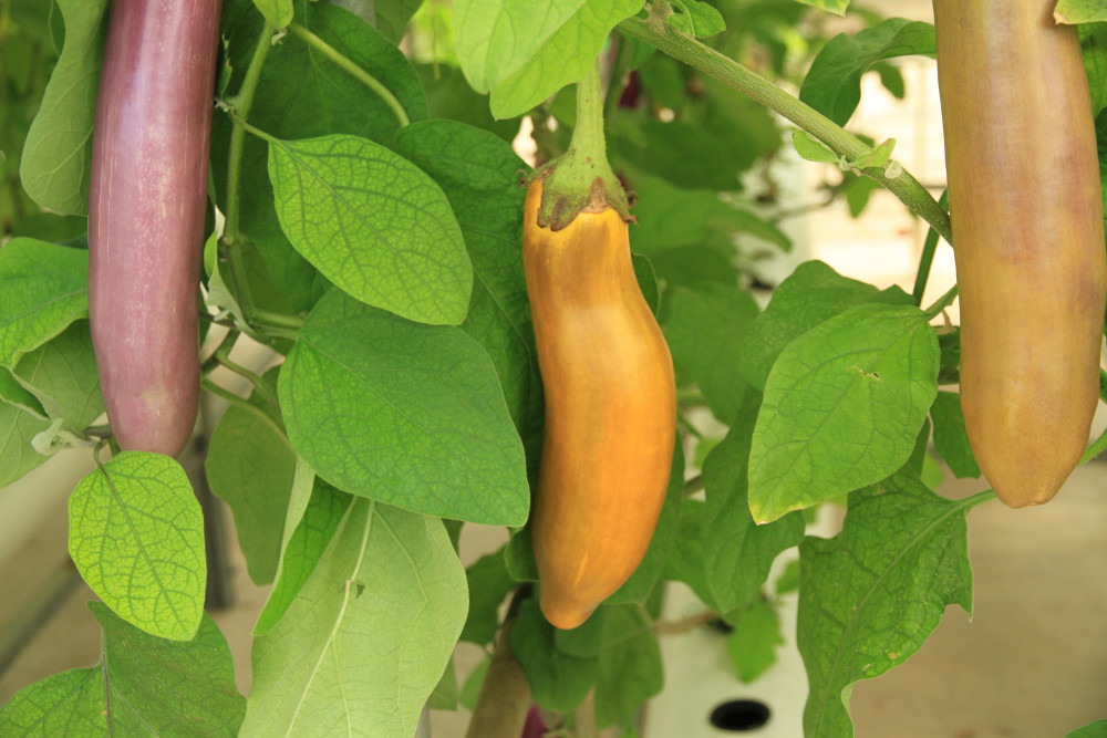 好养!水培茄子,阳台种上几排吃都"吃不完",还挺好看