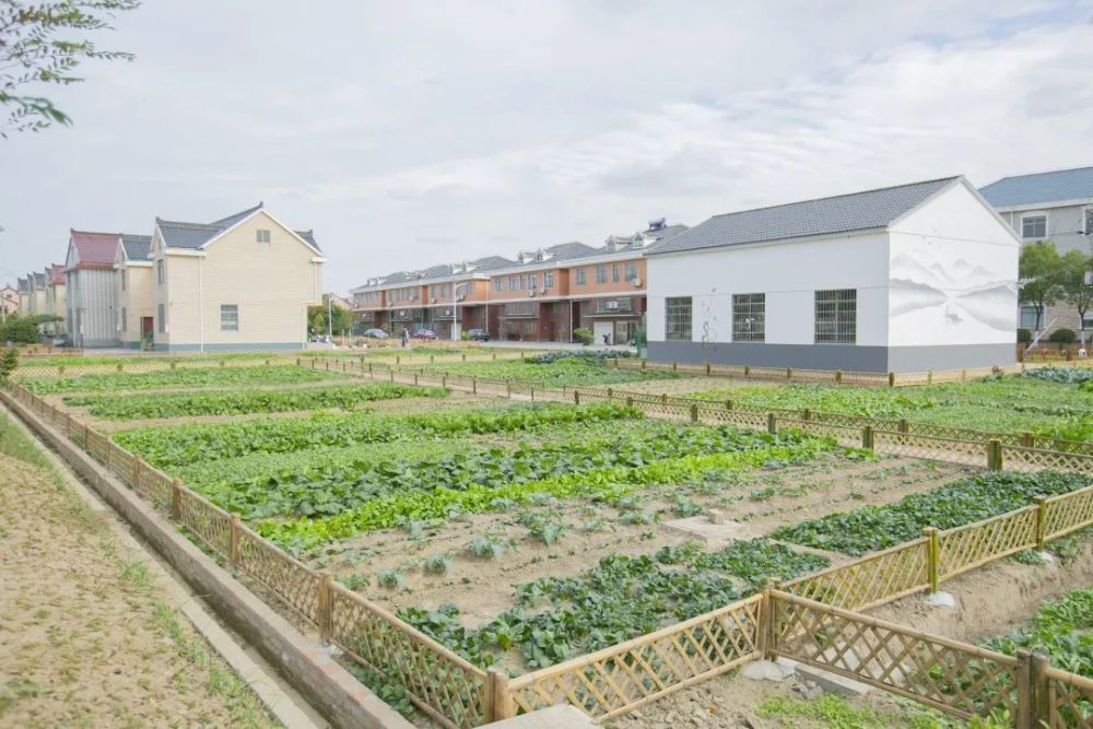 将菜地网格化看柘林镇新寺村田园风貌大变身