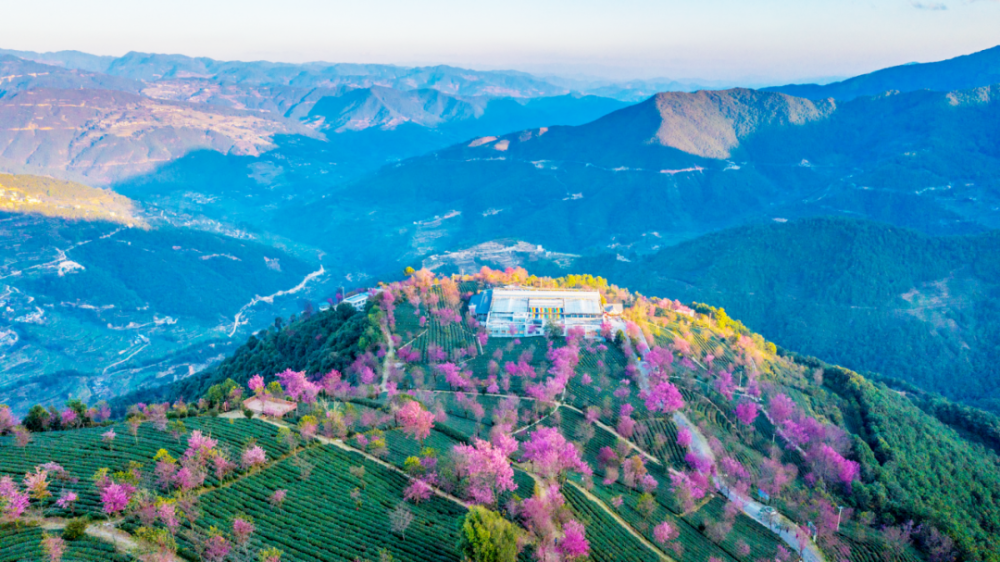 云南冬天最美的地方,大雪纷飞时,这里满山樱花盛开成海!_腾讯新闻
