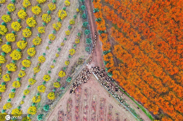 航拍土耳其果园 各类水果色彩鲜艳宛如彩色大染缸